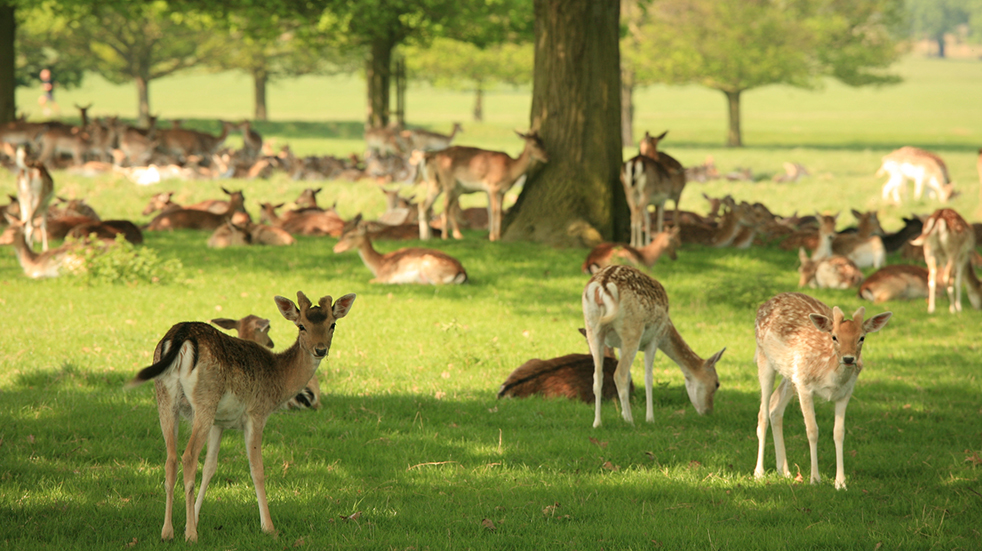 Wildlife watching in the UK: deer in Richmond Park